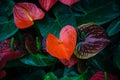 Red Anthurium flower on dark green background. Royalty Free Stock Photo