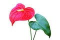 Red Anthurium Flower with Green Leaf Isolated on White Background with Clipping Path Royalty Free Stock Photo