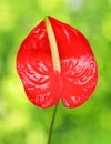 Red anthurium flower Royalty Free Stock Photo