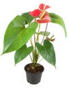 Red anthurium flower Royalty Free Stock Photo