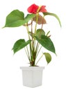 Red anthurium flower Royalty Free Stock Photo