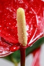 Red Anthurium flower macro close up vertical photo. Houseplants for flower shop. Beautiful screensaver for your phone