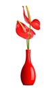 Red Anthurium flower in vase