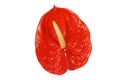 Red anthurium flower on a white background. Royalty Free Stock Photo