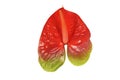 Red anthurium flower on a white background. Royalty Free Stock Photo