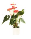 Red anthurium flower in white plastic pot isolated on white background. Closeup Royalty Free Stock Photo