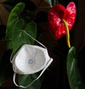 Red anthurium flower and white respirator