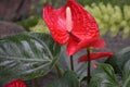 Red Anthurium Flowering Plant, Tailflower, Flamingo Flower, Laceleaf