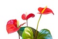 Red anthurium flowers