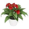 Red anthurium flowers