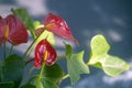 Red Anthurium flowers Royalty Free Stock Photo