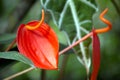 Red Anthurium Flowers Royalty Free Stock Photo