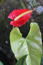Red anthurium flowers. Royalty Free Stock Photo