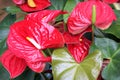 Red Anthurium flowers on green background Royalty Free Stock Photo