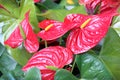 Red Anthurium flowers on green background Royalty Free Stock Photo