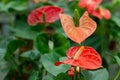 Red anthurium flowers with green leaves background Royalty Free Stock Photo