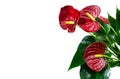 Red anthurium flowers isolated on white background. Tropical background with space for text. Royalty Free Stock Photo