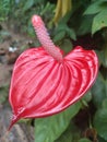Red anthurium flowers in sri lanka