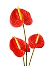 Red anthurium flowers. Royalty Free Stock Photo