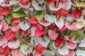 Red anthurium flowes tailflower, flamingo flower, laceleaf as a natural background