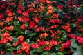 Red anthurium flowes  tailflower, flamingo flower, laceleaf  with green leaves. Beautiful vibrant colourful tropical flower Royalty Free Stock Photo