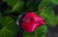 Red Anthurium with green background Royalty Free Stock Photo