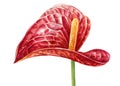 Red anthurium on an isolated white background. botanical illustration, watercolor