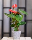 Red Anthurium Laceleaf flower plant