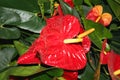 Red Anthurium