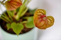 Red Anthurium Plant the color is associated with intense passions and desire for action.