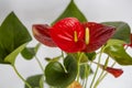 Red Anthurium Plant the color is associated with intense passions and desire for action. It stimulates activity and energy in your