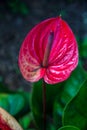 A red Anthurium plant in Maui, Hawaii