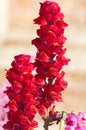 Red Antirrhinum or Snapdragon Flowers