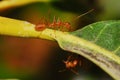 Red Ants Royalty Free Stock Photo