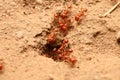 Red ants Royalty Free Stock Photo