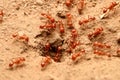 Red ants Royalty Free Stock Photo