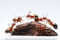 red ants anthill on white background Royalty Free Stock Photo