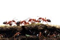 red ants anthill on white background