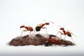red ants anthill on white background Royalty Free Stock Photo
