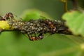 Red ants and aphids on a branch