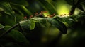 Red Ants Marching on Green Leaves in Lush Rainforest Royalty Free Stock Photo
