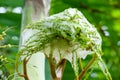 Red ants build nests on top of palm to feed aphids to suck liquid Royalty Free Stock Photo