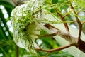 Red ants build nests on top of palm to feed aphids to suck liquid Royalty Free Stock Photo