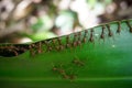 Red ants build their nest on leaves in the jungle Royalty Free Stock Photo