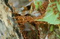 Red ants build their nest