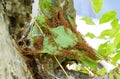 Red ants build their nest Royalty Free Stock Photo