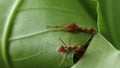 Red ants building leaves nest.