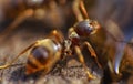 Red ants close up on natural background