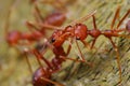 Red Ants Royalty Free Stock Photo