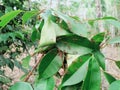 Red ants colony on leaves